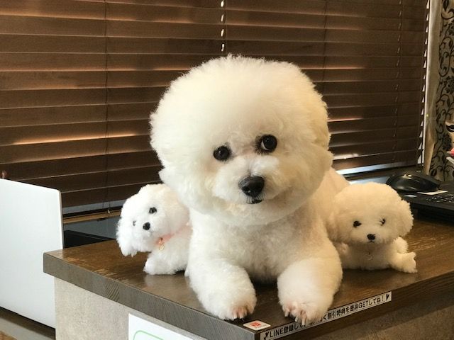 受付担当　ビションフリーゼ　フラン店長